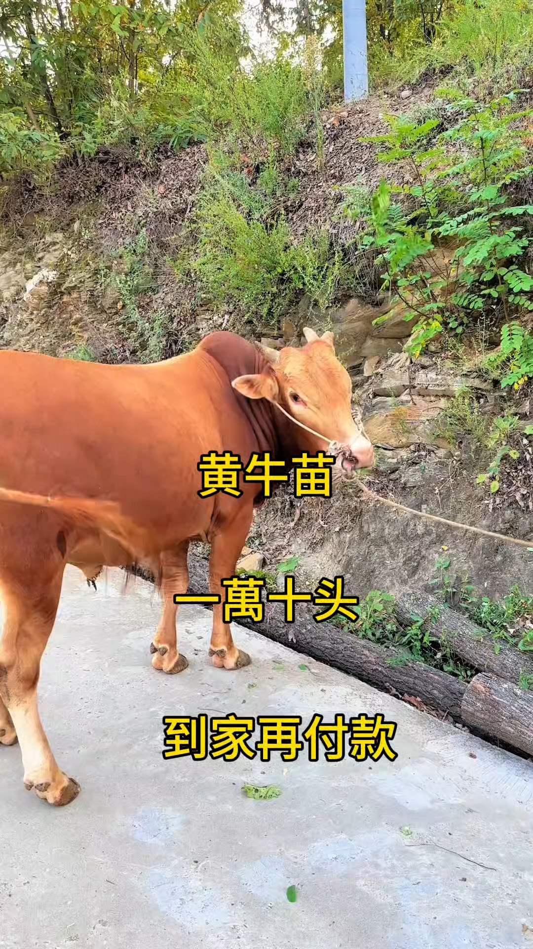 江山最新黄牛代办方法分析(最方便真实的江山黄牛代办网约车证方法)